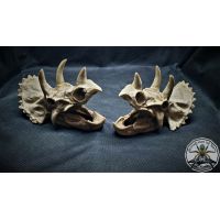 Triceratops scull